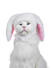 Funny head shot of solid white Maine Coon cat wearing eastern bunny hat. Looking at camera with...