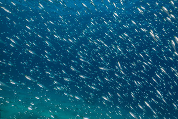 Fish swim in the Red Sea, colorful fish, Eilat Israel