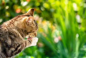 Gatto che si lava la zampa