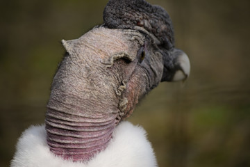 Retrato  de Condor andino 