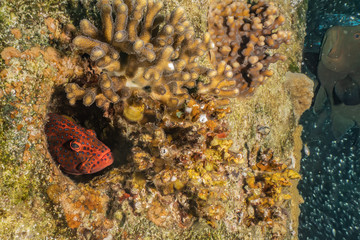 Coral reefs and water plants in the Red Sea, Eilat Israel