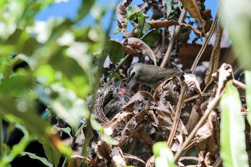 Mother bird feeding baby