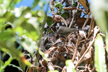 Mother bird feeding baby