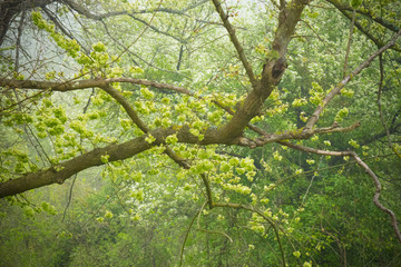 Tree with green leaves