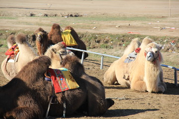 camels in desert