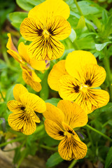 Yellow striped flowers in the garden
