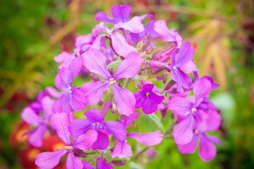 Obraz premium Purple flowers in the garden