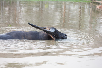Fototapeta premium buffalo in water