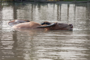 Fototapeta premium buffalo in water