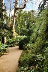 Path between green vegetation in a garden