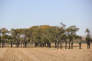 Fototapeta premium trees in tuscany