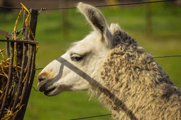 Animal tipico sudamerica comiendo pasto