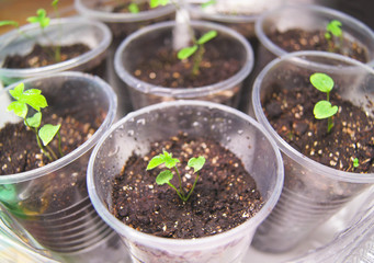 Spring flower seedlings