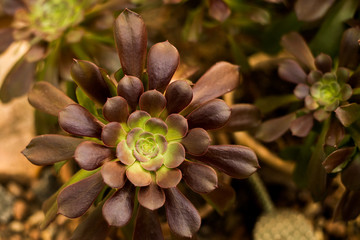 succulent texture background . plant in greenhouse