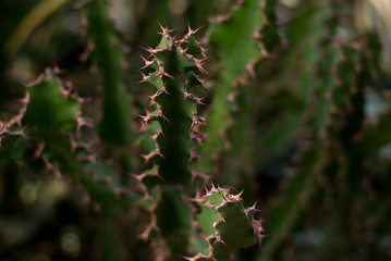 Cactus texture background. green Cactus in greenhouse in botanic garden