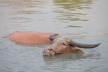 buffalo in water