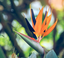 Colorful Bird of paradise flower blossom in botanic garden