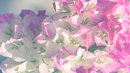 Pink white bougainvillea paper flowers blossom in spring time