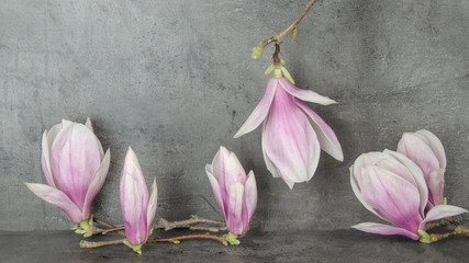 Wunderschöne Magnolien isoliert anthrazit Hintergrund