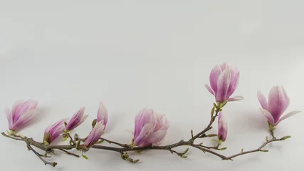 Foto op Canvas Mooie magnolia& 39 s geïsoleerd over white © Corri Seizinger