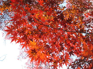 紅葉