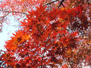 青空の下の紅葉