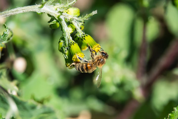 Honeybee on Groundsel Flower in Springtime