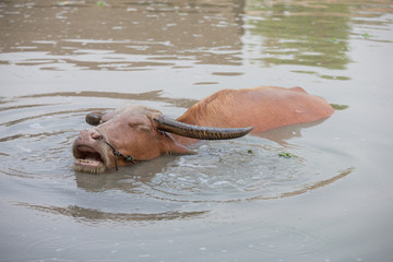 Fototapeta premium buffalo in water
