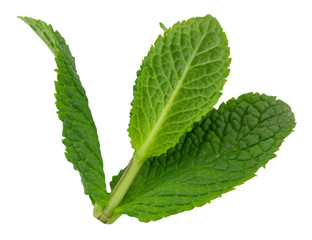 Fresh raw mint leaves isolated on white background