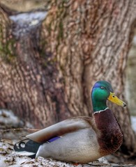Duck walking on the river