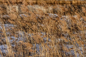 Windly weather on the field