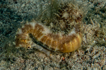 Sea ​​horse in the Red Sea Colorful and beautiful, Eilat Israel