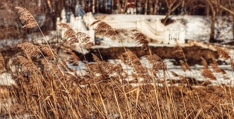 Reeds near ladder