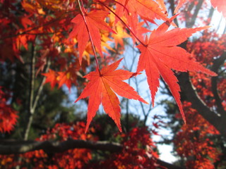 日に照らされた紅葉