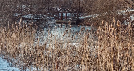 Reeds on the river near bridge