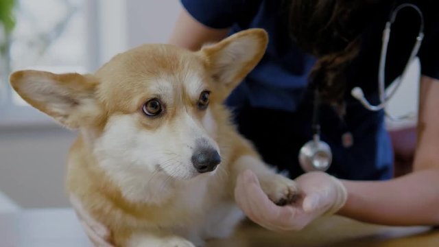 Veterinary surgeon and corgi dog at vet clinic