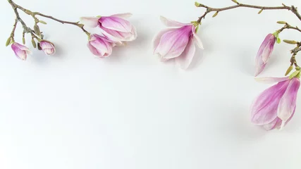 Gordijnen Wunderschöne Magnolien weiß isoliert © Corri Seizinger