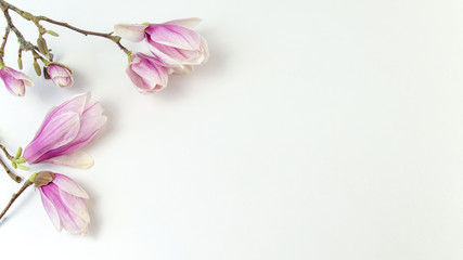 Naklejka na ściany i meble Wunderschöne Magnolien weiß isoliert