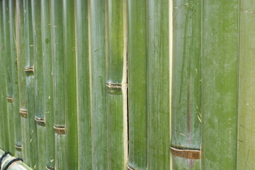 竹 - Japanese fresh green bamboo wall background