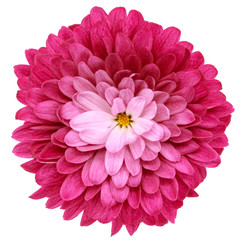 pink  flower chrysanthemum on a white isolated background with clipping path  no shadows. Closeup.  Nature.
