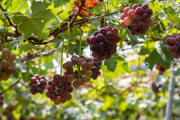 The grape tree and the fruit, on the branch