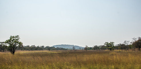Africa Zambia Savanna