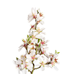 Beautiful blossoming branch on white background