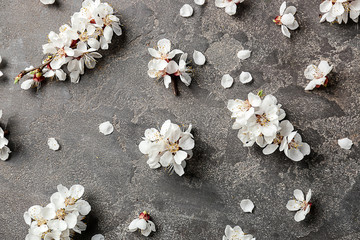Beautiful flowers and petals on grey background
