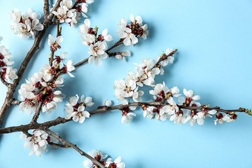 Beautiful blossoming branches on color background