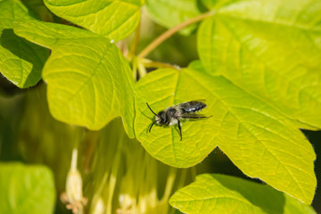 Mining Bee on Leaf in Springtime