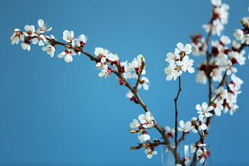 Beautiful blossoming branches on color background
