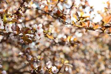 Beautiful blossoming tree branches outdoors