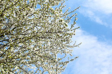 Beautiful blossoming tree outdoors