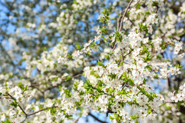 Beautiful blossoming tree outdoors